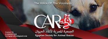 cart cairo animals rescue team الجمعيه المصريه لإنقاذ الحيوان posts facebook