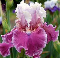 Tbavenueofdreams Tbathrue Iris Wiki Iris Flowers Iris Garden Beautiful Flowers