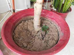 花盆土太硬 1種 鬆土水 澆3回就 鬆軟 省得換盆了