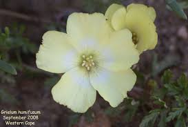 Image result for Grielum