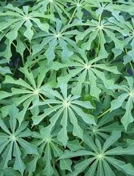 Image result for Manihot carthagenensis