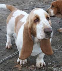Lighthound includes a microusb charging cable. Appalachian Basset Hounds Peanut Basset Dog Basset Hound Basset
