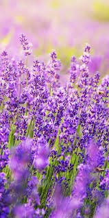 Zum richtigen pflanzen von lavendel gehört die wahl der richtigen pflanzzeit, den richtigen standort und stecklinge sowie passende erde und eine gute. Die Ideale Lavendel Pflege Tipps Zum Richtigen Giessen Schneiden Und Standortwahl The Weather Channel Artikel Von The Weather Channel Weather Com