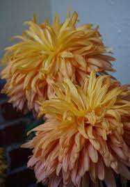 Chrysanthemum Chase Wakes 2 Chrysanthemum Flora Flowers Garden Flower Beds