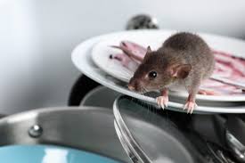 DIY Rat Removal Methods | My Pest Pros