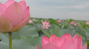 Ten miles of lotus flowers by yukie in snow. Check Out This Sea Of Lotus Flowers Blooming For Miles