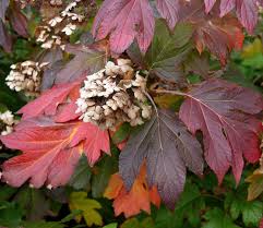Image result for Hydrangea quercifolia