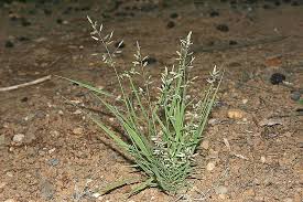 Image result for Eragrostis arenicola
