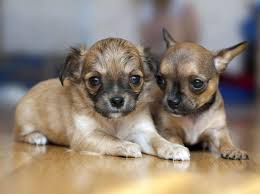 The chihuahua is one of the smallest breeds of dog, and is named after the mexican state of chihuahua. Woran Sie Einen Unseriosen Hundezuchter Erkennen