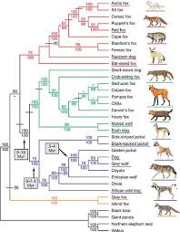 Canidae Family Tree African Wild Dog Wild Dogs