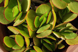Jade plant with red tips. 18 Different Types Of Jade Plants Home Stratosphere