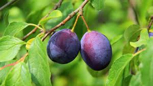 Auf der oberfläche von reifen zwetschgen befindet sich eine weiße schicht. Zwetschgen Pflaumen Deutschland Mein Garten