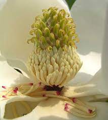 Southern Magnolia Magnolia Grandiflora View Inside The Blossom Magnolia Grandiflora Southern Magnolia Magnolia