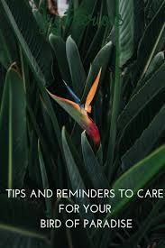 Bird Of Paradise Plant Care Indoors Download The Greenteriors App To Get Reminders And Tips To Care For Your Bird Of Paradise And Indoor Plant Care Birds Of Paradise Plant Growing Plants Indoors