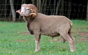 Santa Cruz Island Sheep These Guys Are Suited Best For Hot Dry Environments And They Are Great Foragers My C Sheep Endangered Species Project Nature Animals