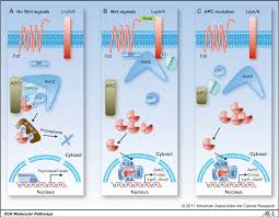 Older animals are predisposed, occurring with an average age of 10 to 12 years in cats. Pdf Targeting Wnt Signaling In Colon Cancer Stem Cells Semantic Scholar