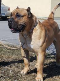 Ethical breeders, producing healthy pups! Presa Canario Puppies For Sale Montreal Presa Canarios