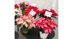 Recycler.com offers a huge selection of home & garden, for sale. Proper Care Helps Poinsettias Thrive Through Holidays