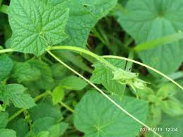 Image result for Cucumis prophetarum