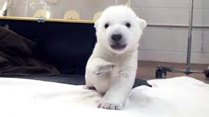 Polar bear cub can hardly contain her excitement as she plays in the snow for the first time at toronto zoo. Polar Bear Cub Takes First Wobbly Steps At Toronto Zoo Ctv News