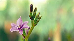 Image result for Aristea