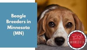 This sweet boy was reported as a neglect case, about 15 lbs underweight, severely dehydrated, positive for lyme. 3 Beagle Breeders In Minnesota Mn Beagle Puppies For Sale Animalfate