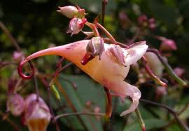 Image result for Balsaminaceae