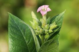 Image result for Nicotiana