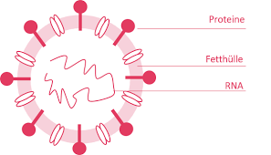 Proteine erfüllen eine vielzahl von funktionen in unserem körper, ob als rezeptoren. Aufbau Und Schwachstellen Des Coronavirus Die Fur Hygiene Im Alltag Wichtig Sind Miamasuku