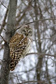 Bird That Sounds Like An Owl In The Morning Cold Morning Barred Owl Beautiful Owl Barn Owl