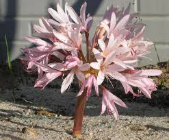 Image result for Brunsvigia