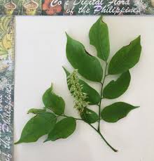 Image result for Crudia