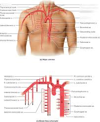 The aorta is divided into three parts: Chest Arteries Diagram Quizlet