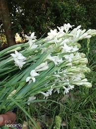Flowers online flower seeds mona lisa photo editing royalty free stock photos bulbs illustration plants pictures. Wholesale Supplier Of Rajnigandha Flower Tuberose Flower Bulbs Papaya Seed Pusa Deshi Mix By Abhay Kheti Se Pragati Agriculture Farm Farrukhabad