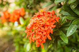 Image result for Ixora sp. A