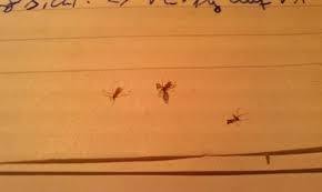 Durch die löcher gelangen die kleinen plagegeister bei ihrer nahrungssuche in die falle. Sehr Kleine Fliegen Im Zimmer Tipps Ungeziefer Fliege