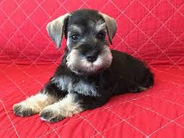 Find the perfect miniature schnauzer puppy for sale in texas, tx at puppyfind.com. Miniature Schnauzer Puppies For Sale Dallas Tx 303710