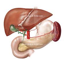 Maybe you would like to learn more about one of these? Digestive System Illustrations Stomach Intestines Related Anatomy