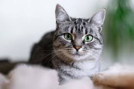 ‪The Best Cat Breeds for Kids‬‏