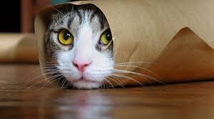 Http Www Revtraderpros Com Go Catlanguagebible Catlanguagebible Review The Cat Language Bible Rev Funny Cat Compilation Funny Cat Wallpaper Funny Cat Videos