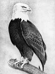 Bird Sitting On Branch Sketch Image Result For Pencil Drawings Of Eagle Sitting On A Branch Eagle Drawing Eagle Sketch Bird Pencil Drawing