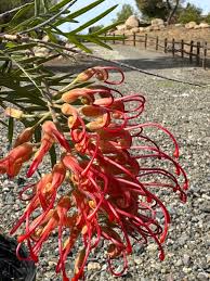 Image result for Grevillea