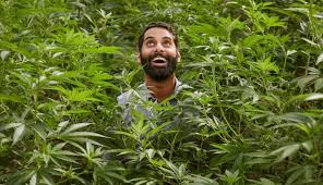 Cheers to you if you can handle that. 10 Cannabis Series And Movies That Are Actually Worth Watching The Emerald Report