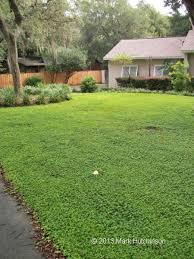 Image result for Oplismenus