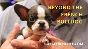 There're quite a lot speculations about actual origins of a french bulldog, but it's quite likely that the breed originated from a miniature or a toy bulldog which is a cross between english bulldogs and terrier type dogs. Teacup Mini French Bulldog Vs Healthy Designer Breed Micro Mini Royal Frenchel Youtube
