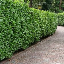 Quelles Sont Les 10 Meilleures Options De Brise Vue Pas Cher Et Ou Les Trouver Jardin Jardin Et Balcon Zenidees En 2020 Grands Arbustes Jardins Arbustes A Feuillage Persistant