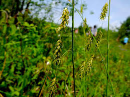 Image result for Sorghastrum fuscescens