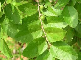 Image result for Grewia holtzii