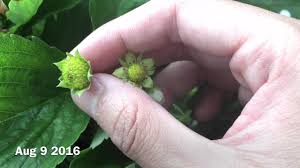To do this properly, it's best to plant them in a 3:1 ratio with three hula berry plants for every one red strawberry. Garden Project Strawberry Pollination Youtube