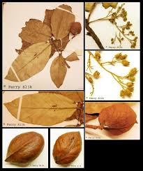 Image result for Heritiera